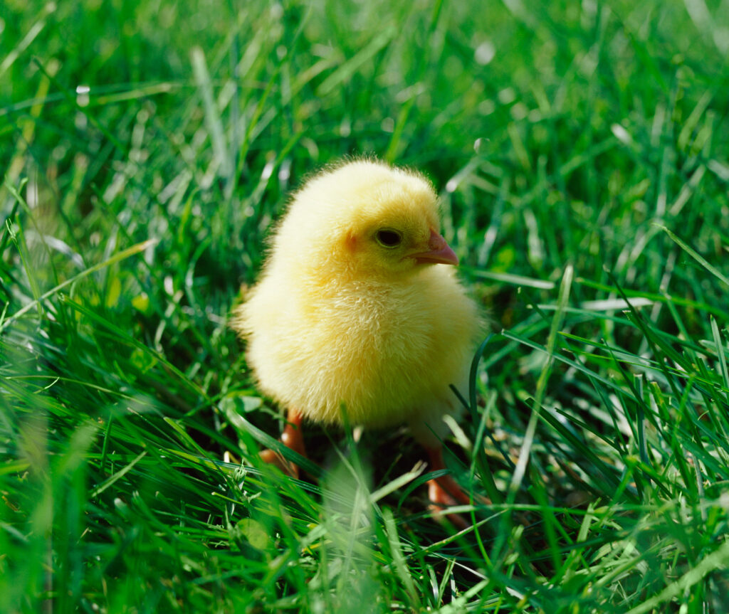 2015 06 10 soins aux animaux