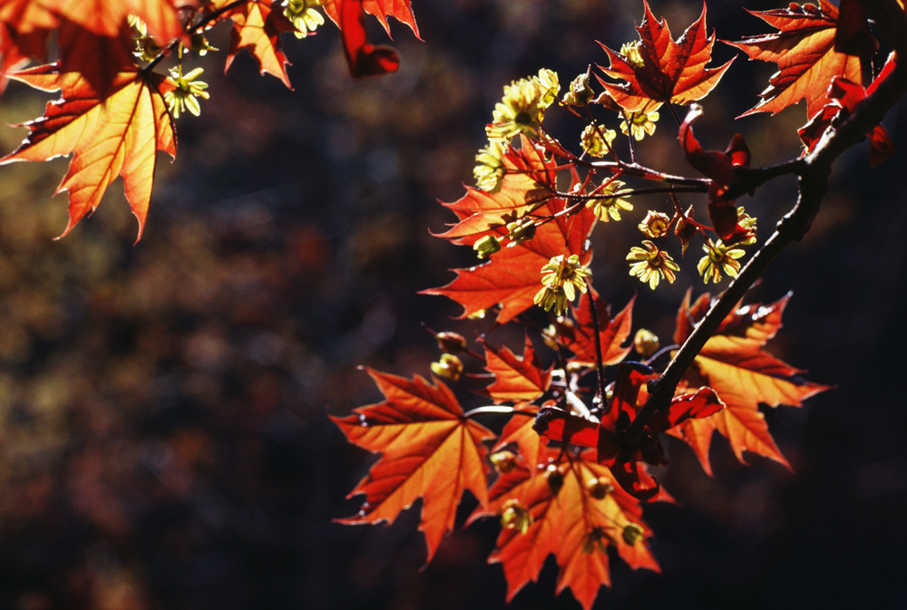 2015 11 10 Nettoyage De Printemps Et D E2 80 99automne Featured 1