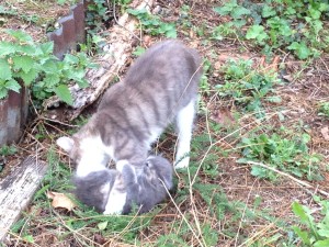 Récits de guérisons animalières 2016 01 19 R C3 A9cits De Gu C3 A9risons Animali C3 A8res Content 2