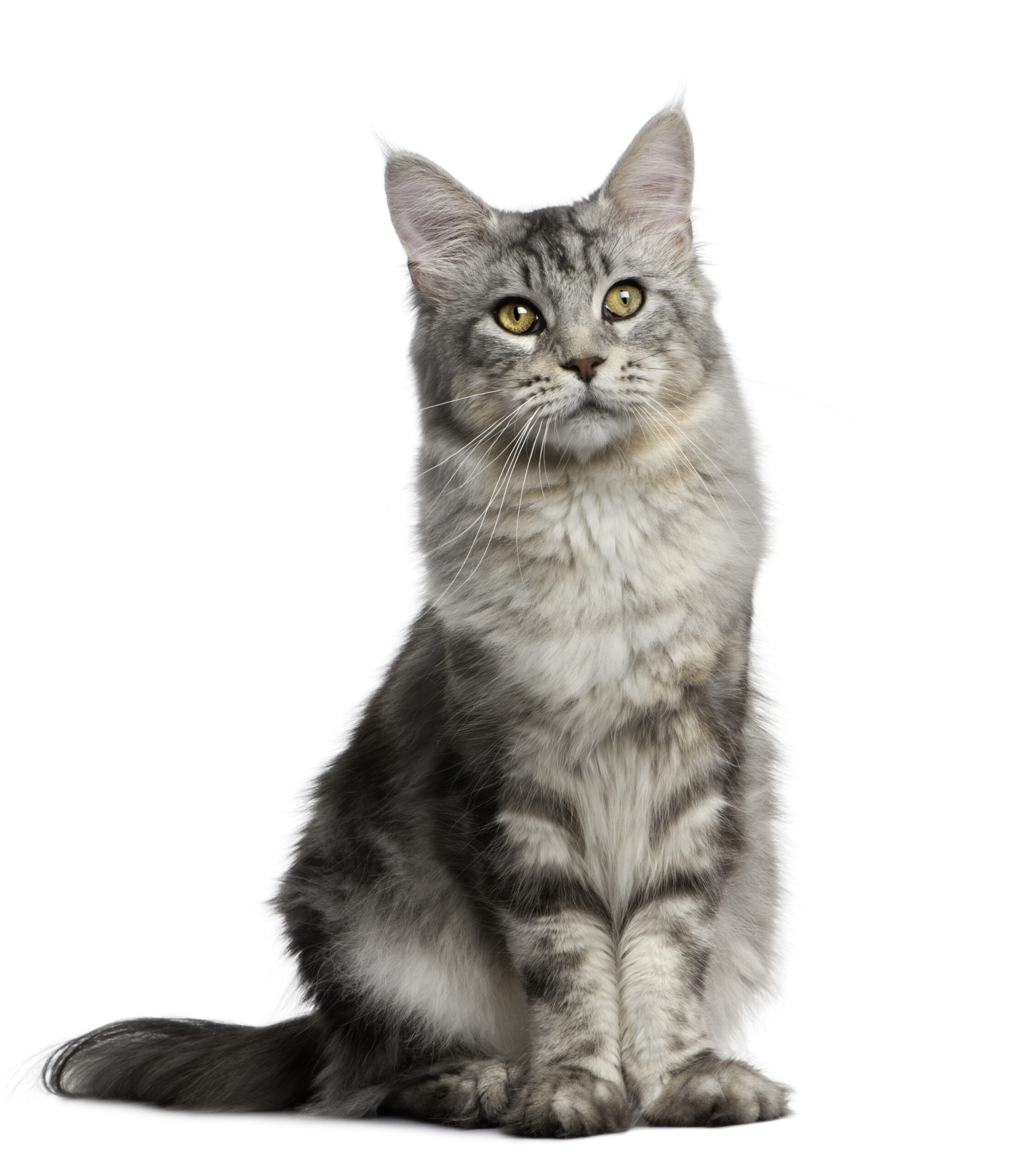 2017 03 05 Attitude Des Animaux Featured 1 Scaled