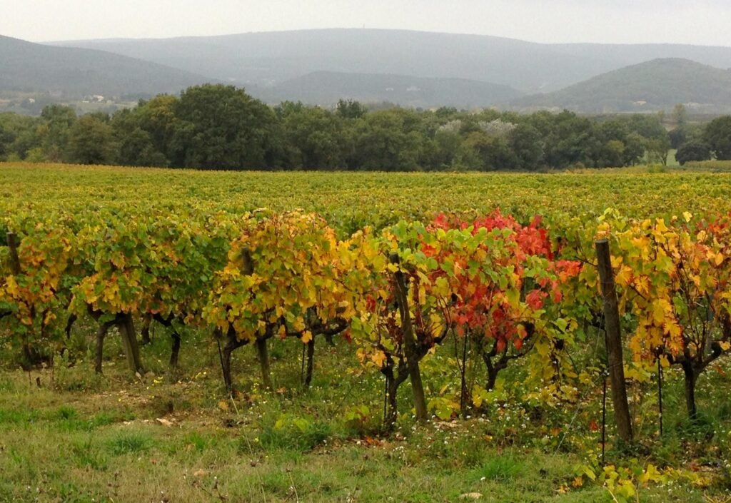 2019 01 17 vigneron viticulteur cest le bon moment