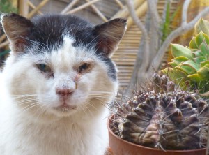 Récits de guérisons animalières Guerison Maison Humain Animaux Featured 1 1
